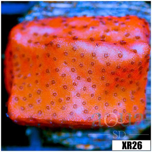Juggernaut Montipora - 404839614