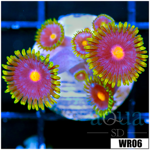 Blow Pop Zoanthids - 4060D9BB4
