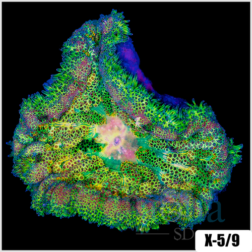 Grade B Maxi Mini Carpet Anemone - 403711874