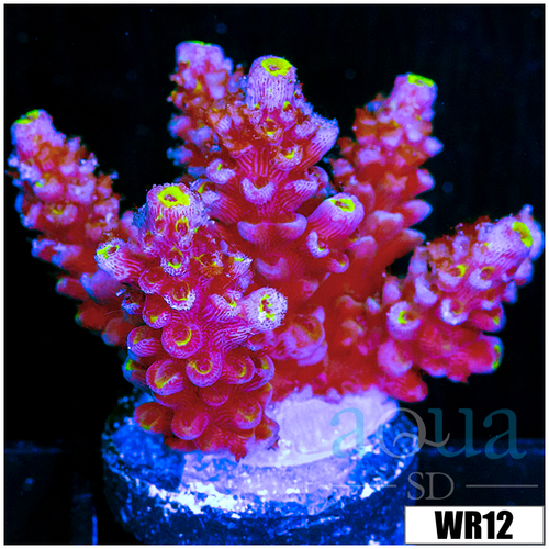 Golden Tips Tenuis - 403234404