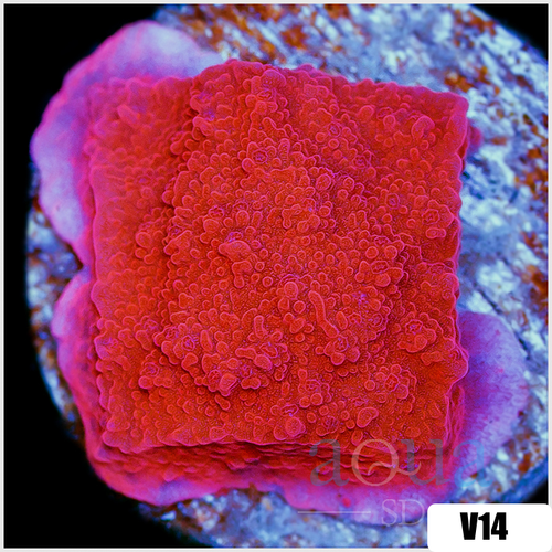 Orange Monti Cap - 404D7F044