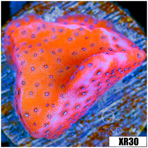 CLEARANCE - Juggernaut Montipora - 4048B6A54
