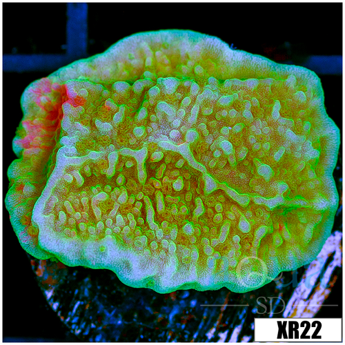 ASD Grafted Montipora - 4043040F4