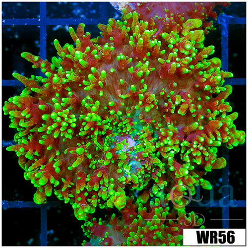 Large Fuzzy Mushroom - 40586C994