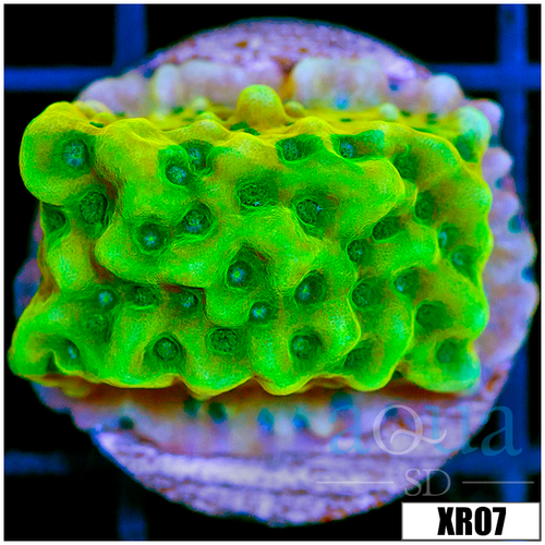 Beach Bum Montipora - 404493A24