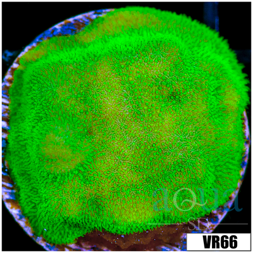 Nuclear Psammacora Frag - 405E16084