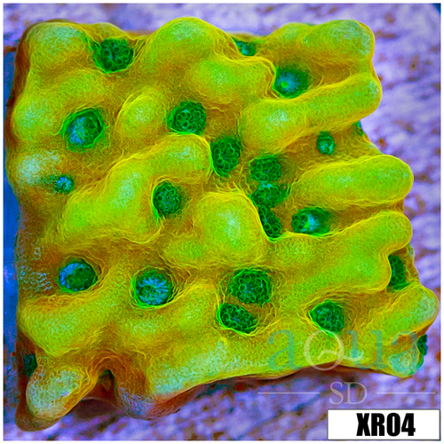 Beach Bum Montipora - 4044939F4
