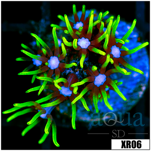Blue Eyes Star Polyps - 405AB1484