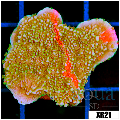 ASD Grafted Montipora - 4043040E4