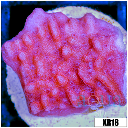 Orange Phoenix Montipora - 404F2C714