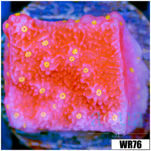 Sunburst Montipora - 405665464