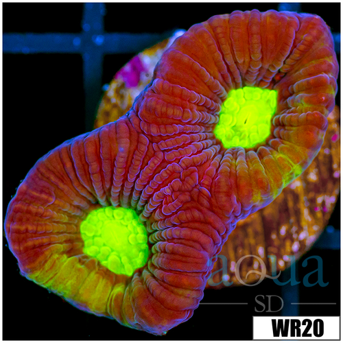Dragon Soul Favia - 4039CF024