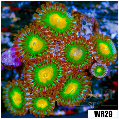 Gator Eyes Zoanthids - 4064C5D64