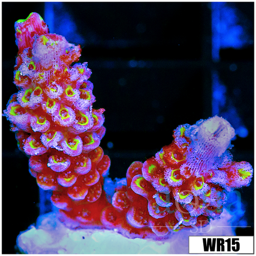 Golden Tips Tenuis - 4032343D4