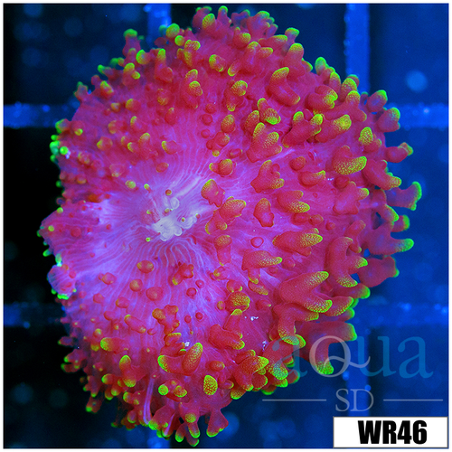 CLEARANCE - Large Fuzzy Mushroom - 40586C9E4