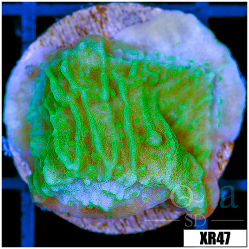 Neon Montipora - 404B5F934