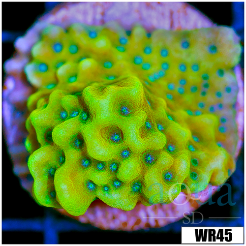 Beach Bum Montipora - 404467A44