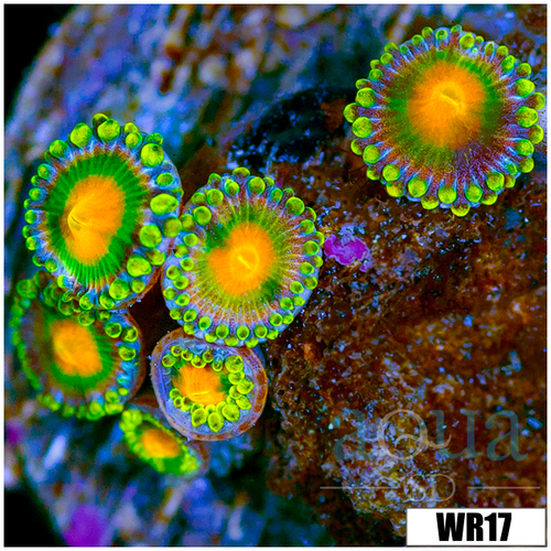 Gator Eyes Zoanthids - 4064C5D04