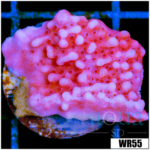 Orange Phoenix Montipora - 404FF6E74