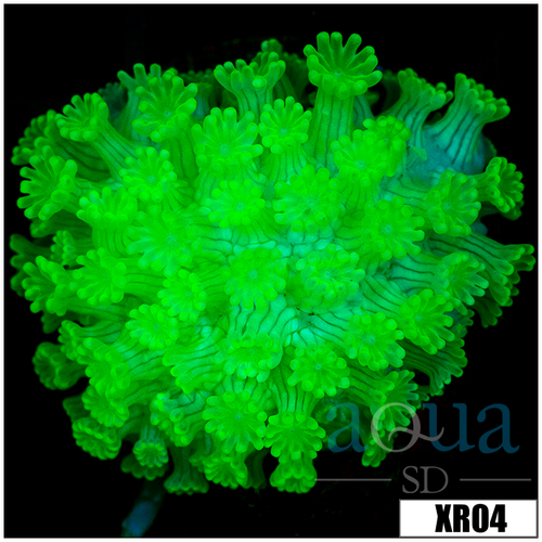 Nuclear Alveopora - 403E6AEF4