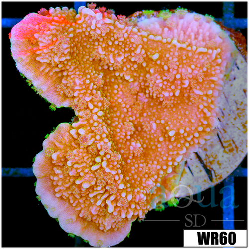 ASD Grafted Montipora - 404304104
