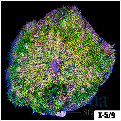 Grade B Maxi Mini Carpet Anemone - 4037118B4