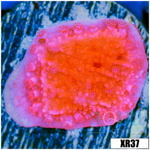 Orange Monti Cap - 404CE2BD4