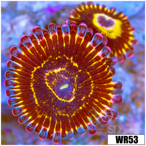 Stratosphere Zoanthids