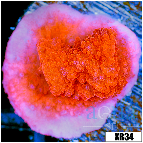 Orange Monti Cap - 404CB8F74