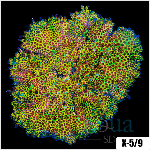 Grade A Maxi Mini Carpet Anemone - 4034CF4C4