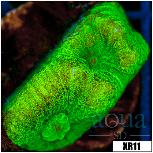 Nuclear Goniastrea - 403BCC0E4