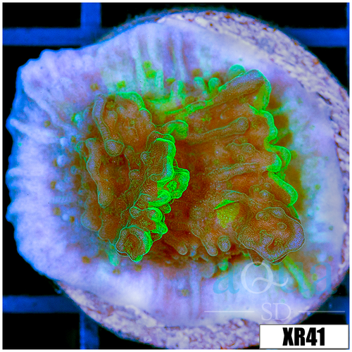 JF Cold Fusion Montipora - 404741D04