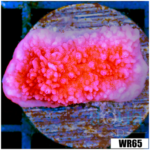 Orange Monti Cap - 404D57EF4