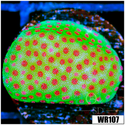 Strawberry Fields Montipora - 405620AF4