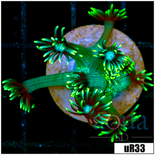 Multiples Available Neon Star Goniopora