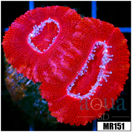 Multiples Available Aussie Ultra Acan Lord - '906558520