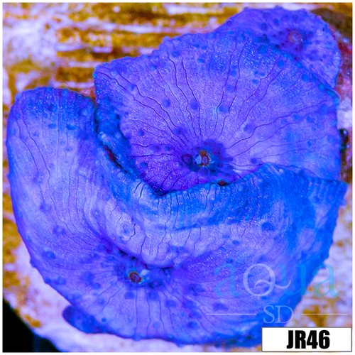 Multiples Available Aussie Blue Mans Discosoma