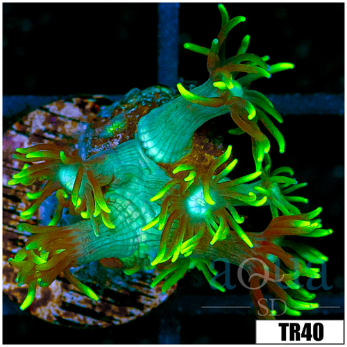 Multiples Available Neon Star Goniopora