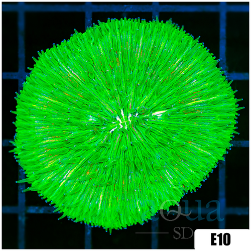 Multiples Available Nuclear Plate Coral