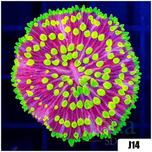 Multiples Available Jokers Plate Coral