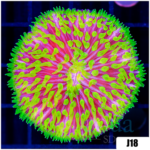 Multiples Available Jokers Plate Coral