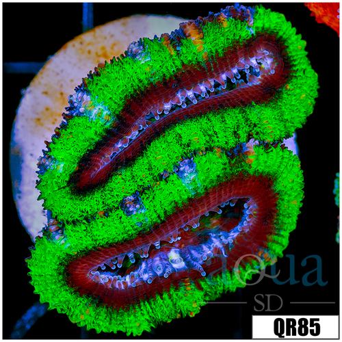 Multiples Available UFO ACAN LORD