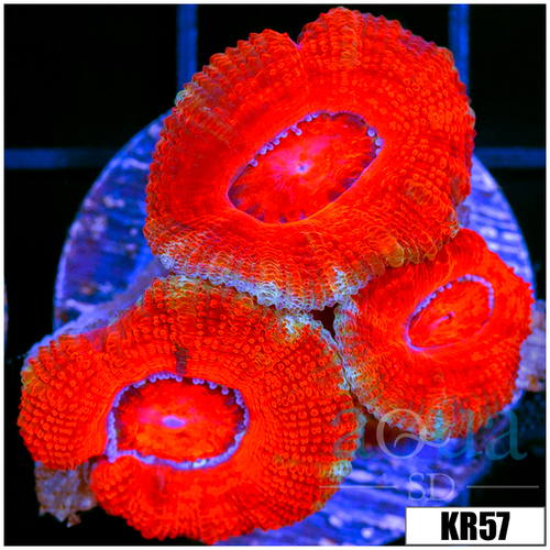 Multiples Available Aussie Ultra Acan Lord