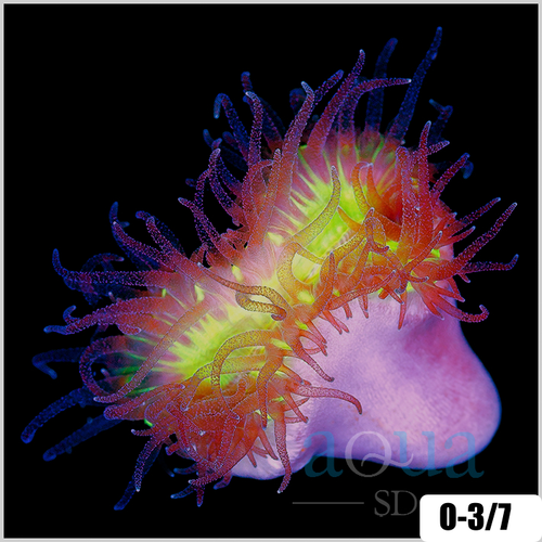 Multiples Available Nuclear Eye Walking Dendro