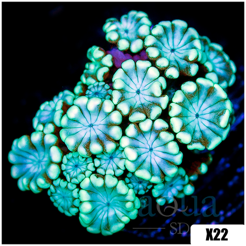 Multiples Available Aussie Green Alveopora