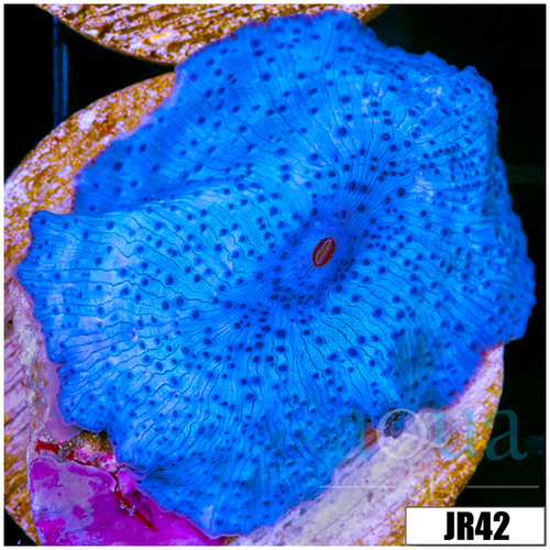 Multiples Available Aussie Blue Mans Discosoma