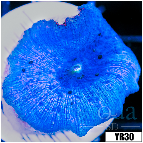 Aussie Blue Man Discosoma Mushroom