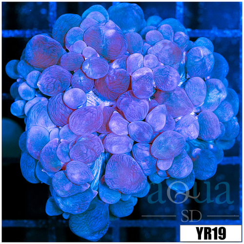 Aussie Purple Bubble Coral