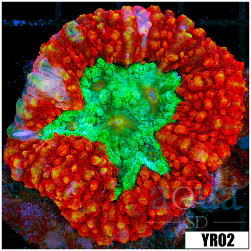 Lava Rim Symphyllia