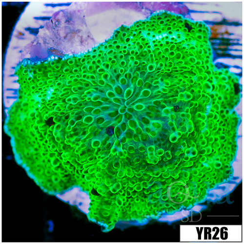 Nuclear Discosoma Mushroom